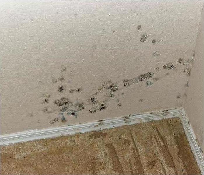 Mold spores on wall